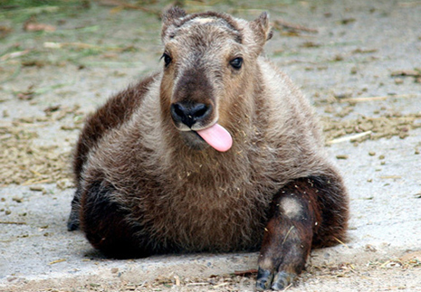 廷布塔金动物园 （Thimphu Takin Zoo）